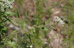 White snakeroot